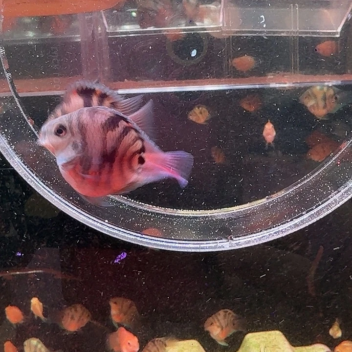 鹦鹉鱼迷你鱼迷你