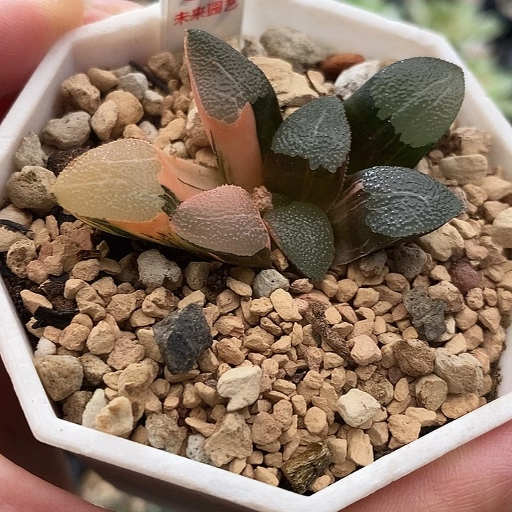 63网纹克锦一物一拍