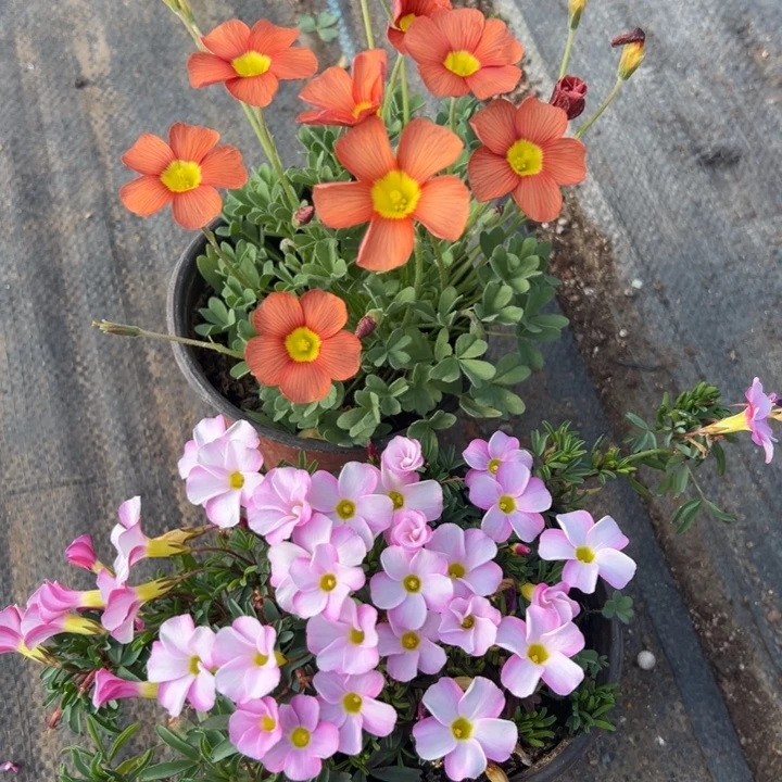 酢浆草641，一物一拍带盆