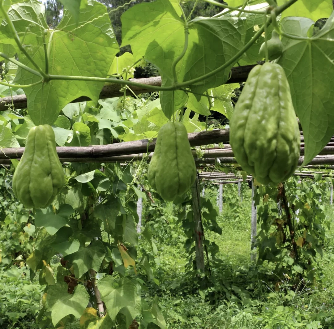 农户现摘新鲜佛手瓜福寿瓜洋瓜棒瓜应季采摘新鲜蔬菜灰灰菜农家