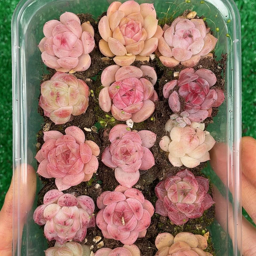 多肉一物一拍29-28