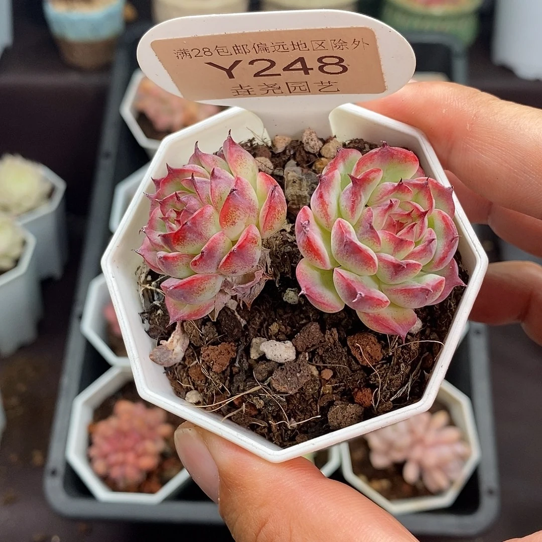 0248 马赛尔 5.5cm