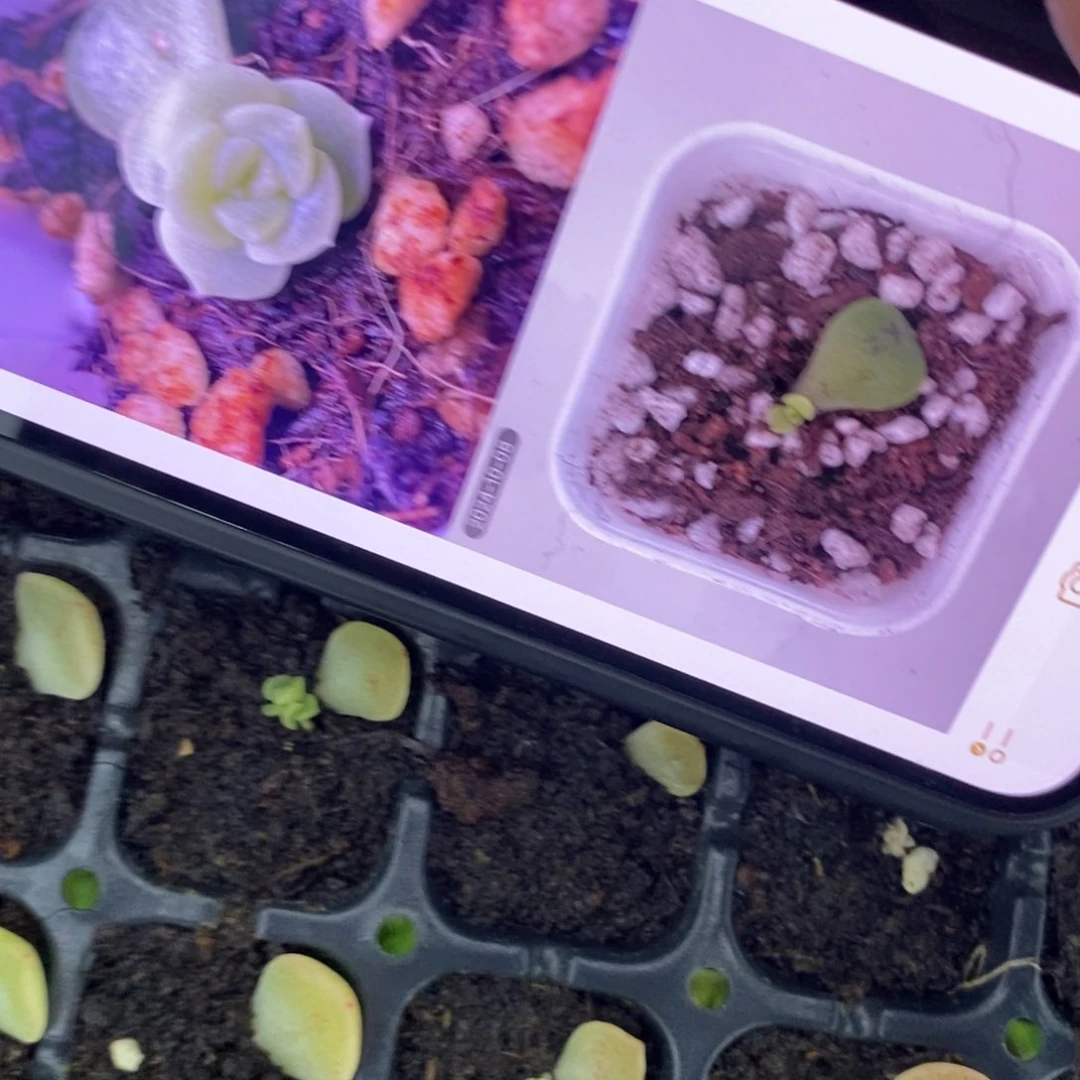 谪仙叶片带芽一个多肉