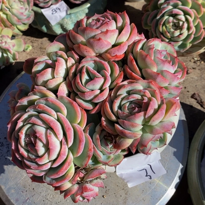 【闪购商品】单***妈多肉植物