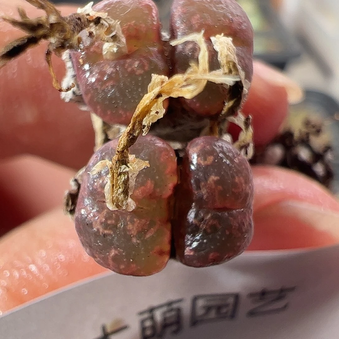 一物一拍。      85
