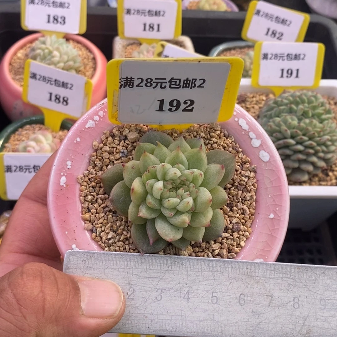 2192皮埃拉珍妮石化缀化多肉