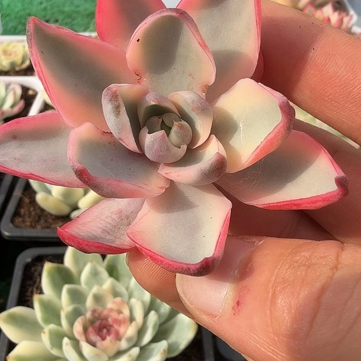 赫拉锦多肉锦植物