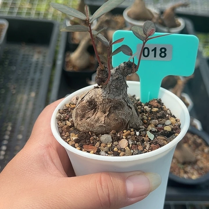 ****生奇异油柑产地多肉植物
