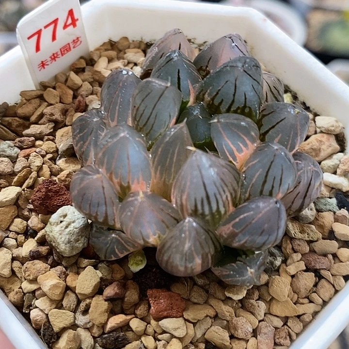 774霓虹灯玉露锦一物一拍