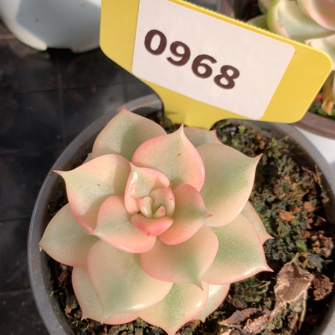 968贝加尔湖哈哈哈哈