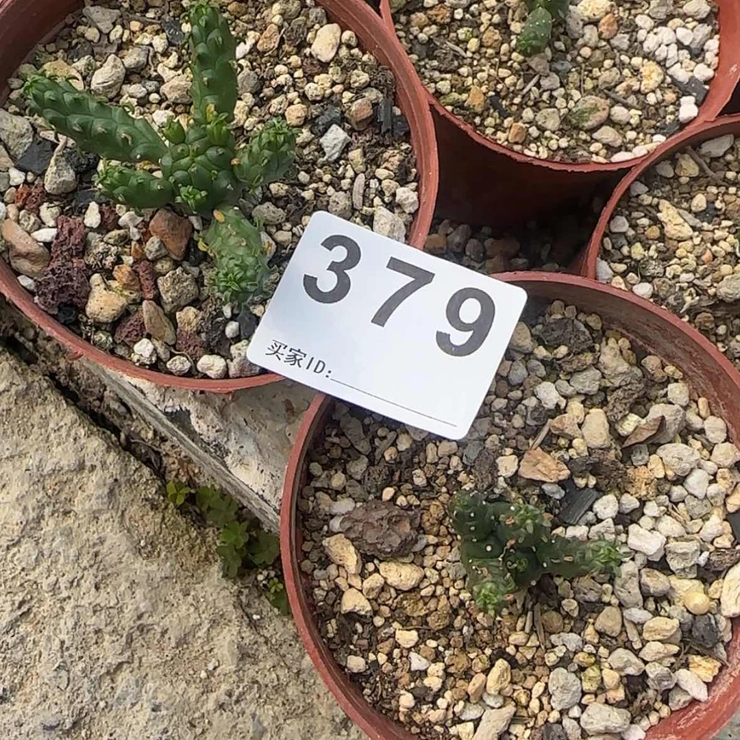 【闪购商品】?***力块根植物布纹球