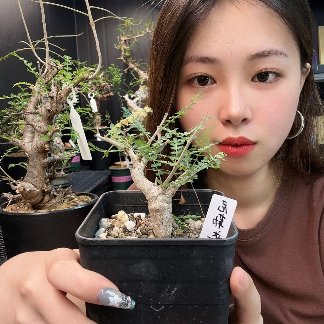 尼勒达乳香实生任挑