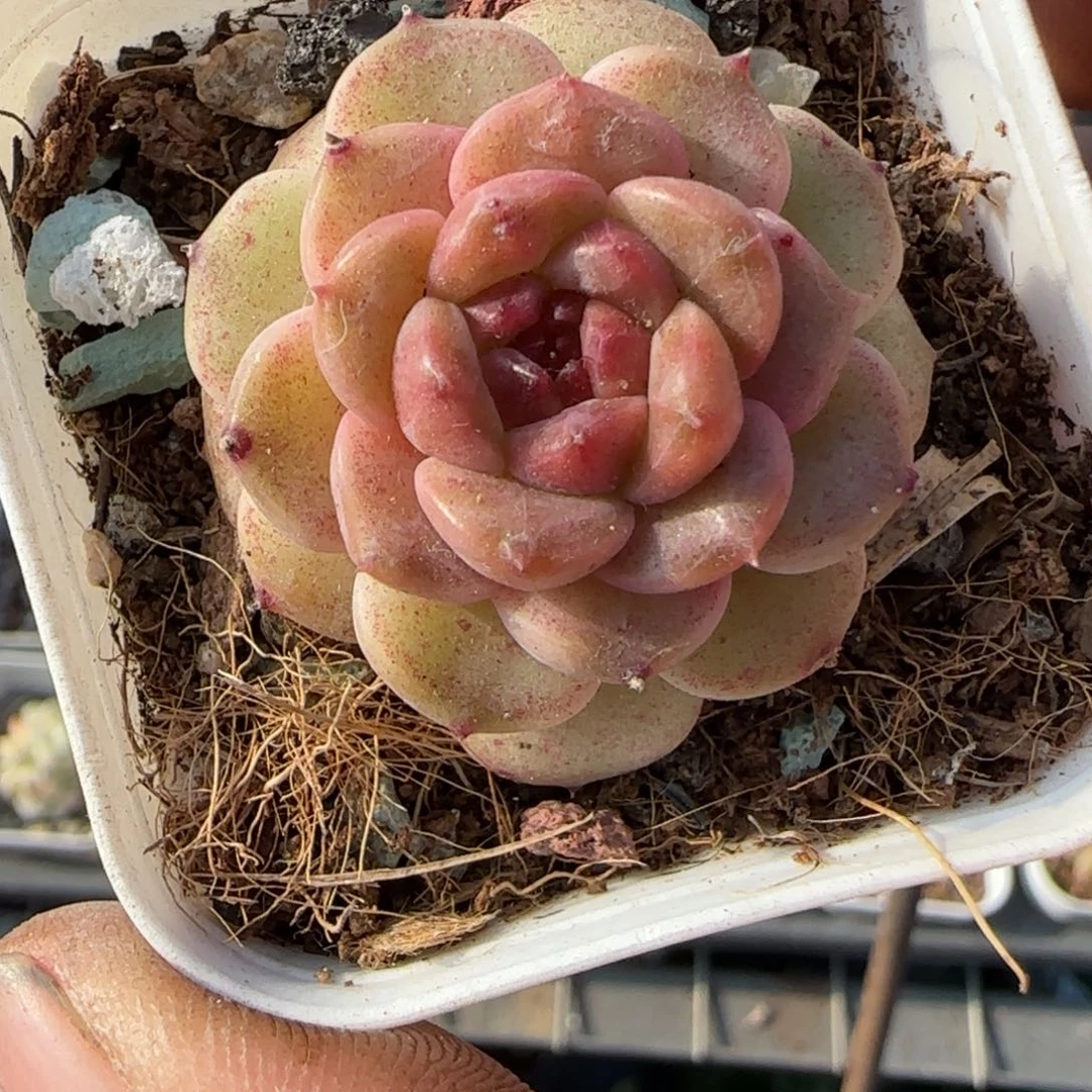 多肉小卡拉米糖心一物一拍