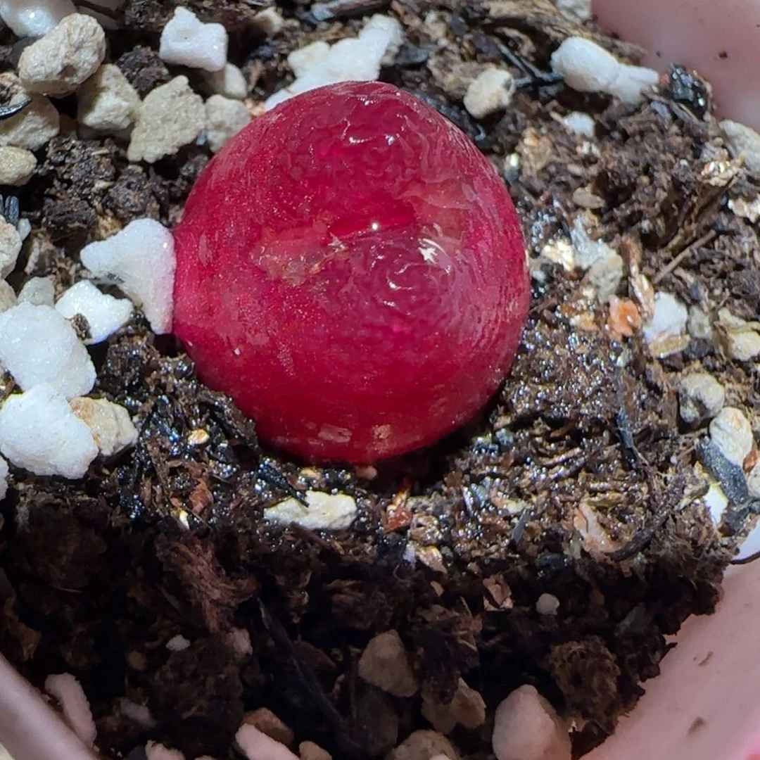 肉锥多肉植物百科5-1430.5、515