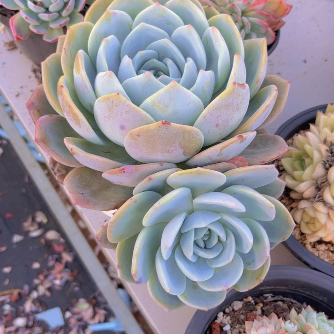 凤橙29106多肉植物