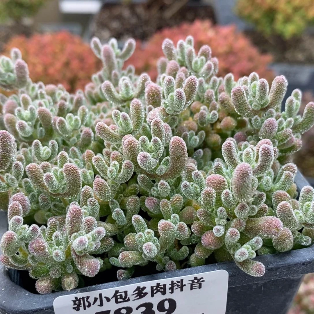 冰晶5839枝干番杏