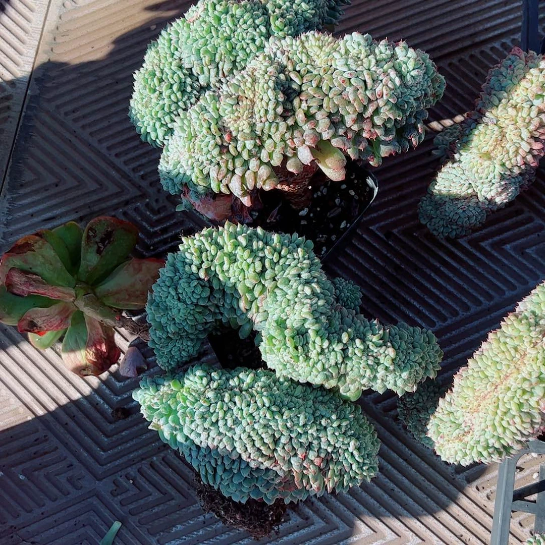 ****妹白胖子缀化，一物一拍