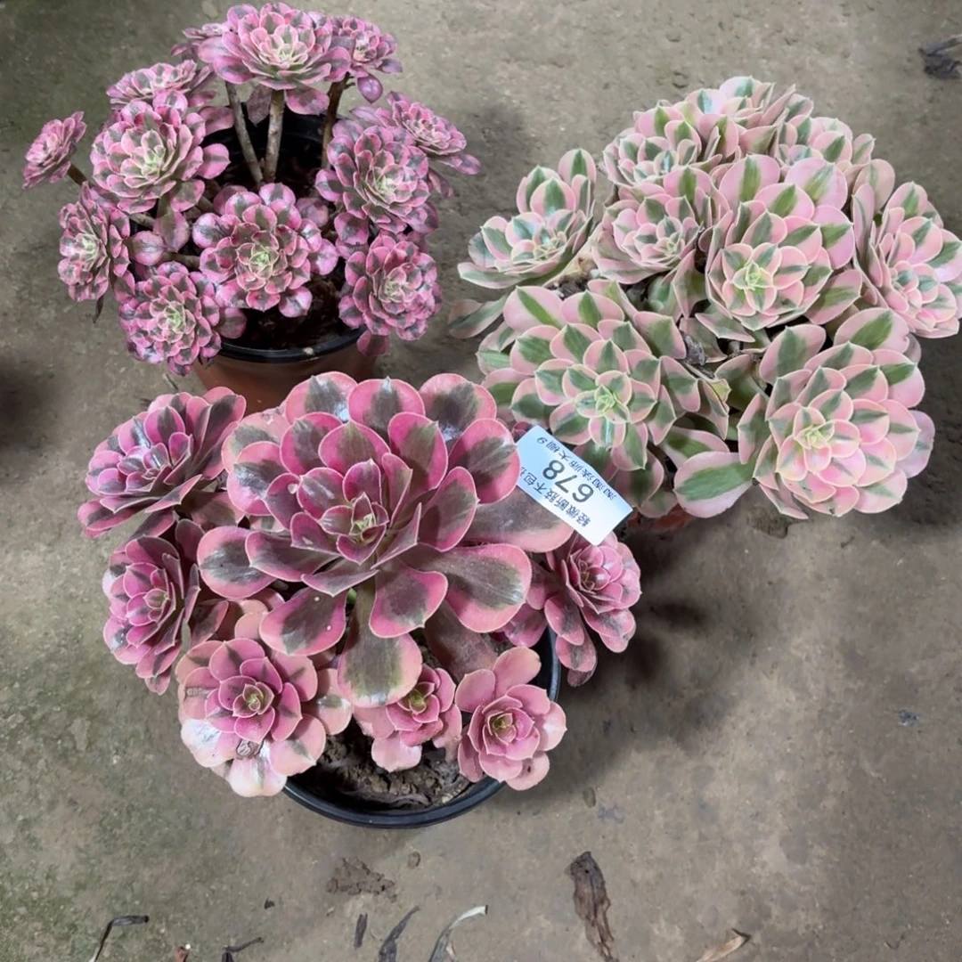 678三棵多肉植物法师