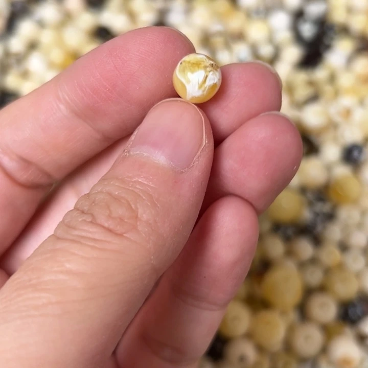 蜜蜡未镶嵌裸石7.9mm一个