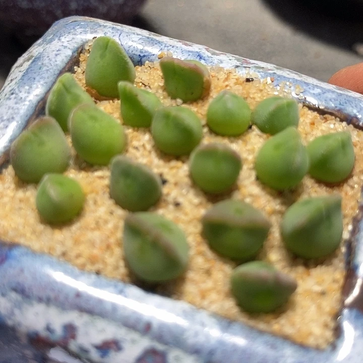 7519小姬空蝉一颗