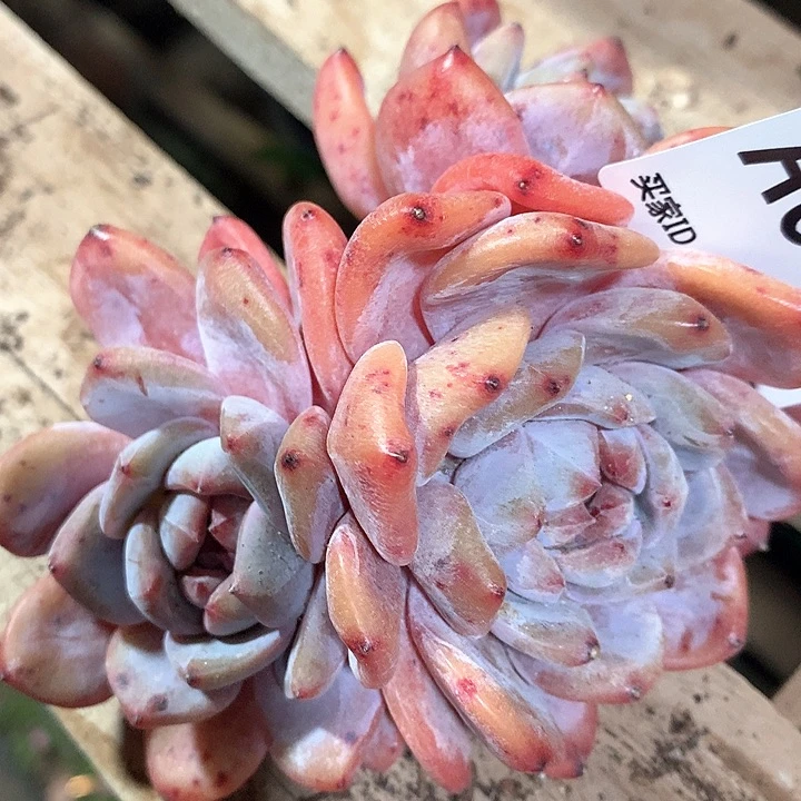 温*蒙特雪天使A014号ll