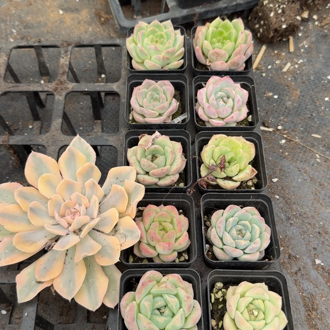 锦一颗加珍妮十棵量拍25-50左五