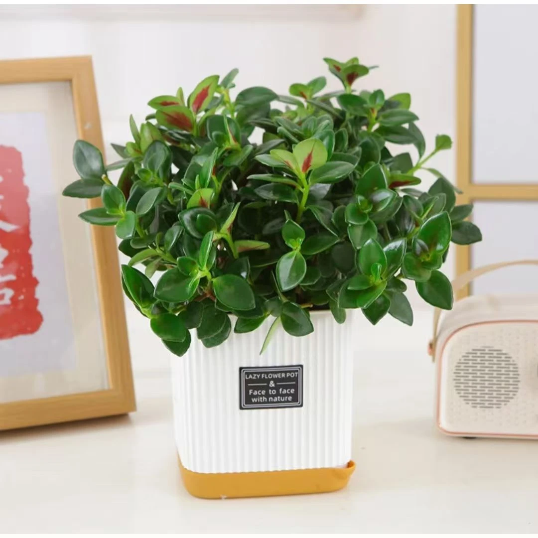 【特价】金鱼吊兰耐寒花卉盆栽室内阳台客厅四季开花植物甲醛绿植