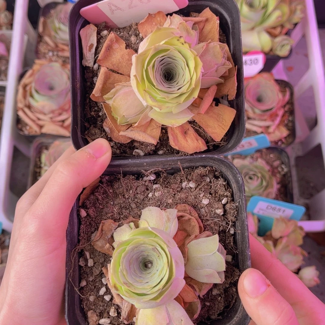 单品一物一拍209号组合