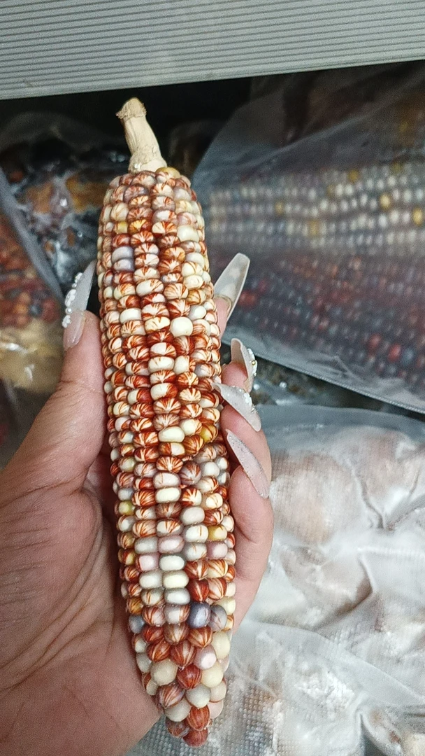 文玩玉米 直播间一物一拍，乱下单不发货