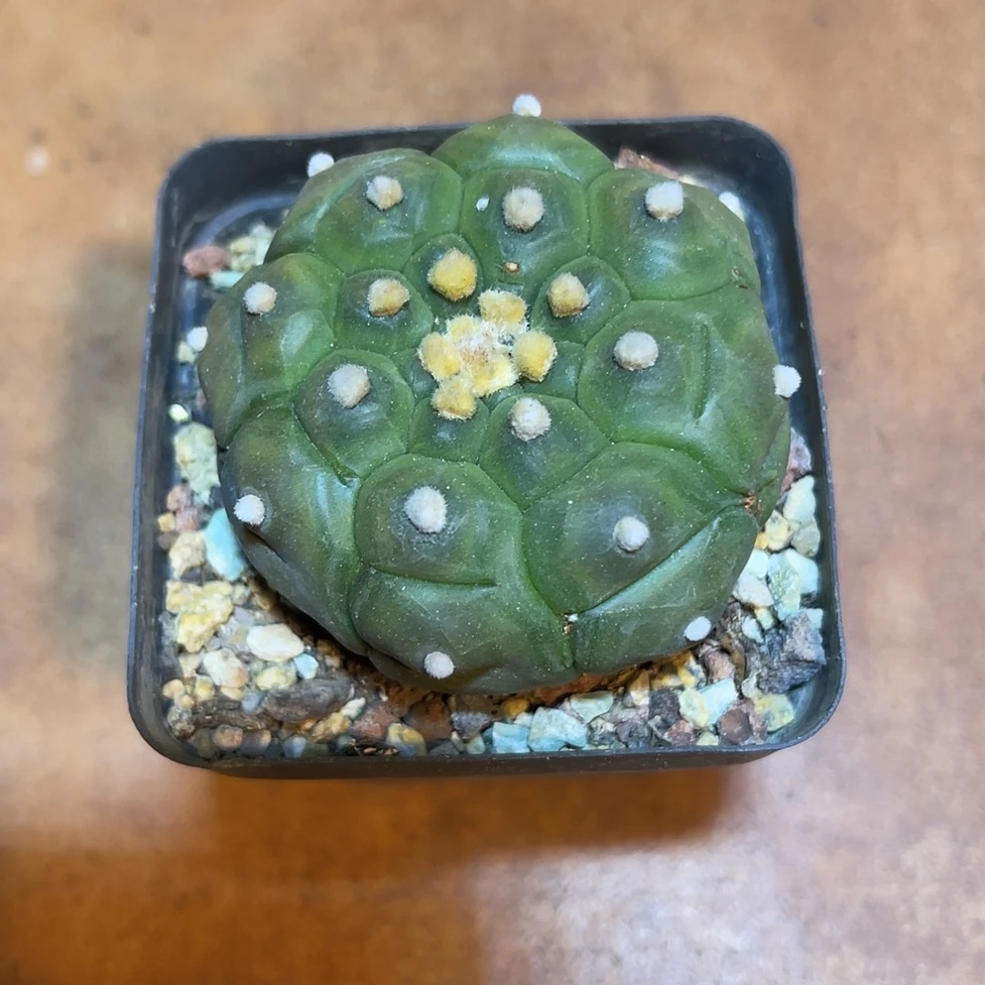 实生大尤龟甲兜一物一拍