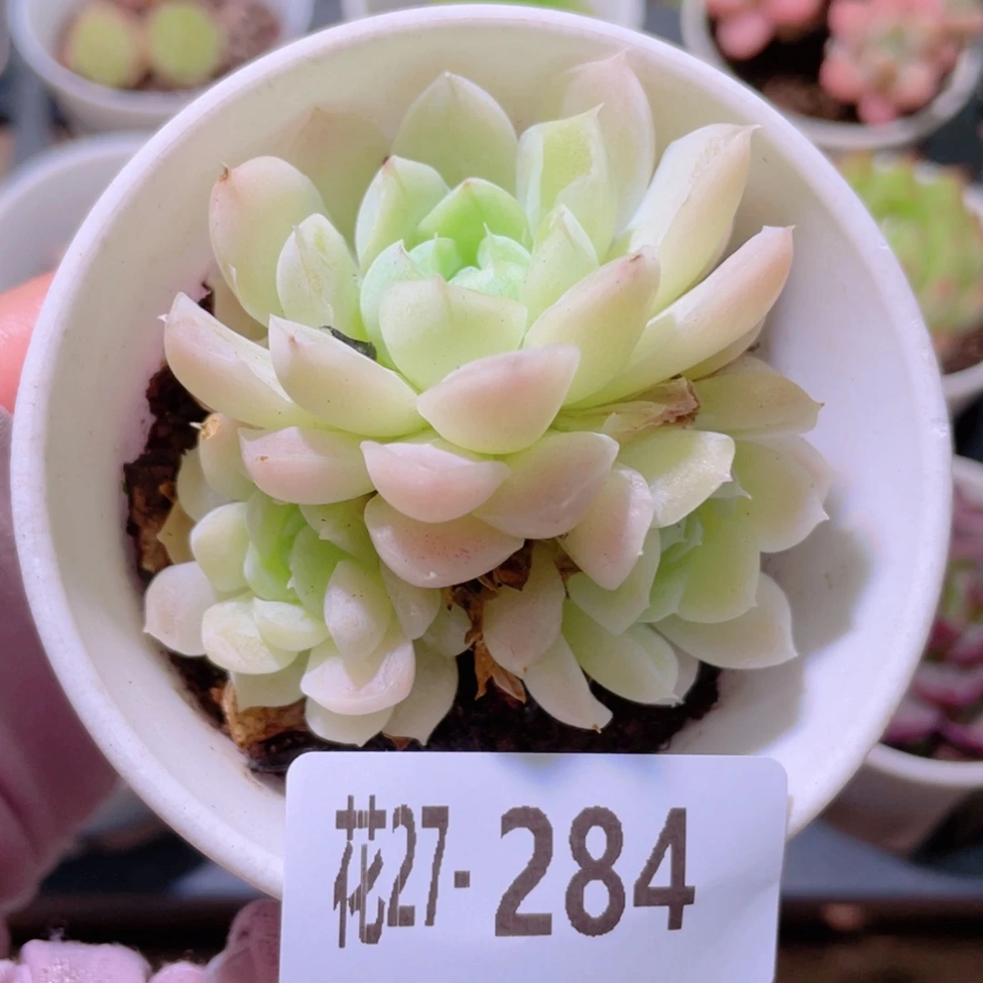 花利美27-284白月影