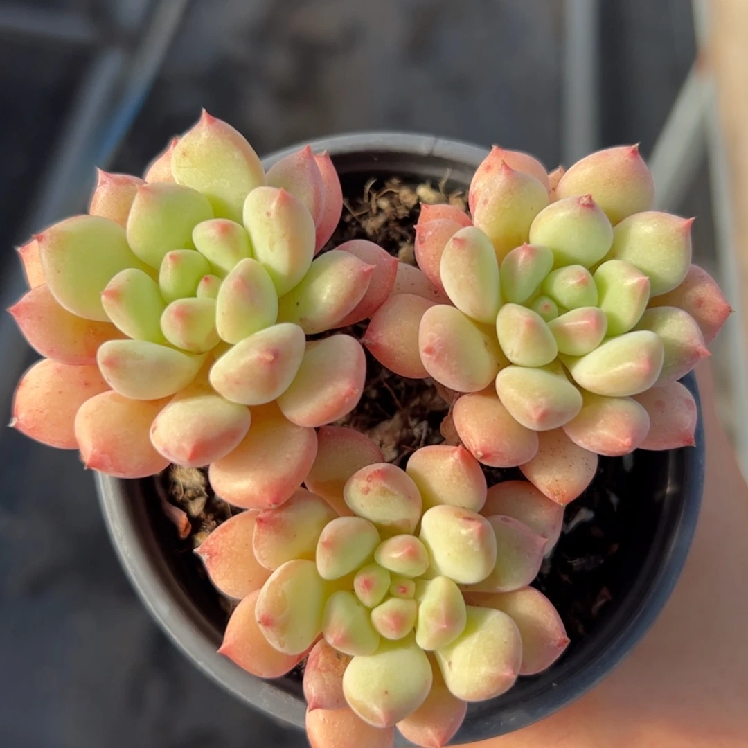 544 多肉植物组合盆栽