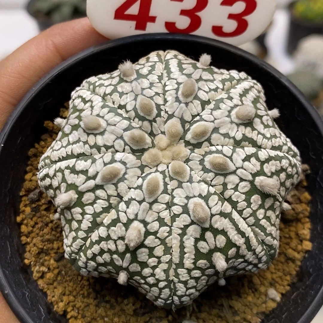 433福利特价咯啦呀海星超兜