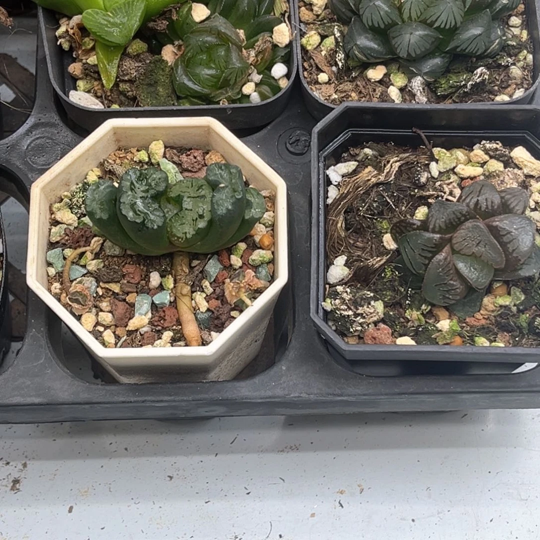 18福利4颗包邮发发发发发发