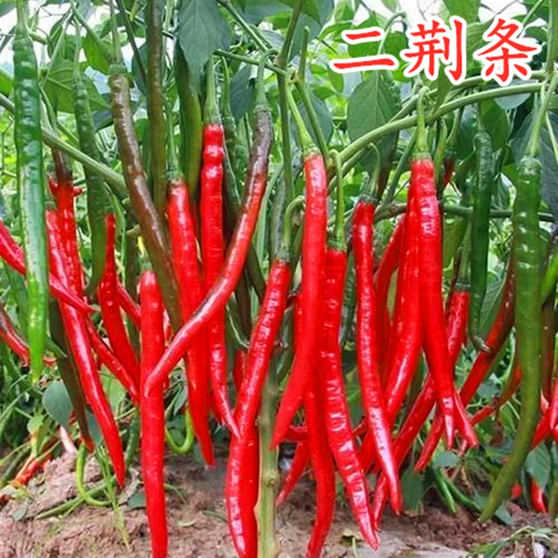 红线椒种子辣椒苗美人椒辣椒种籽青红干椒二金条二荆条红金条