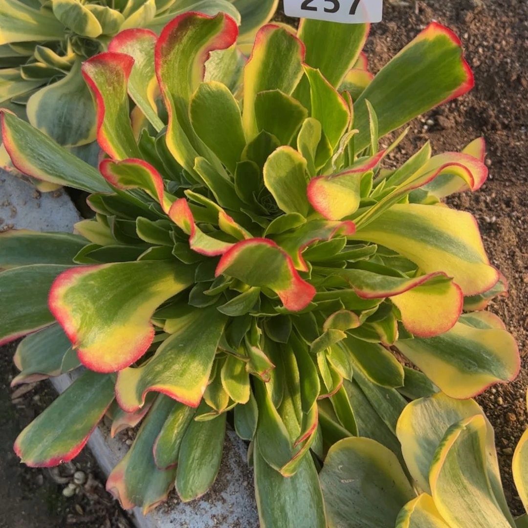 257特斯拉多肉植物