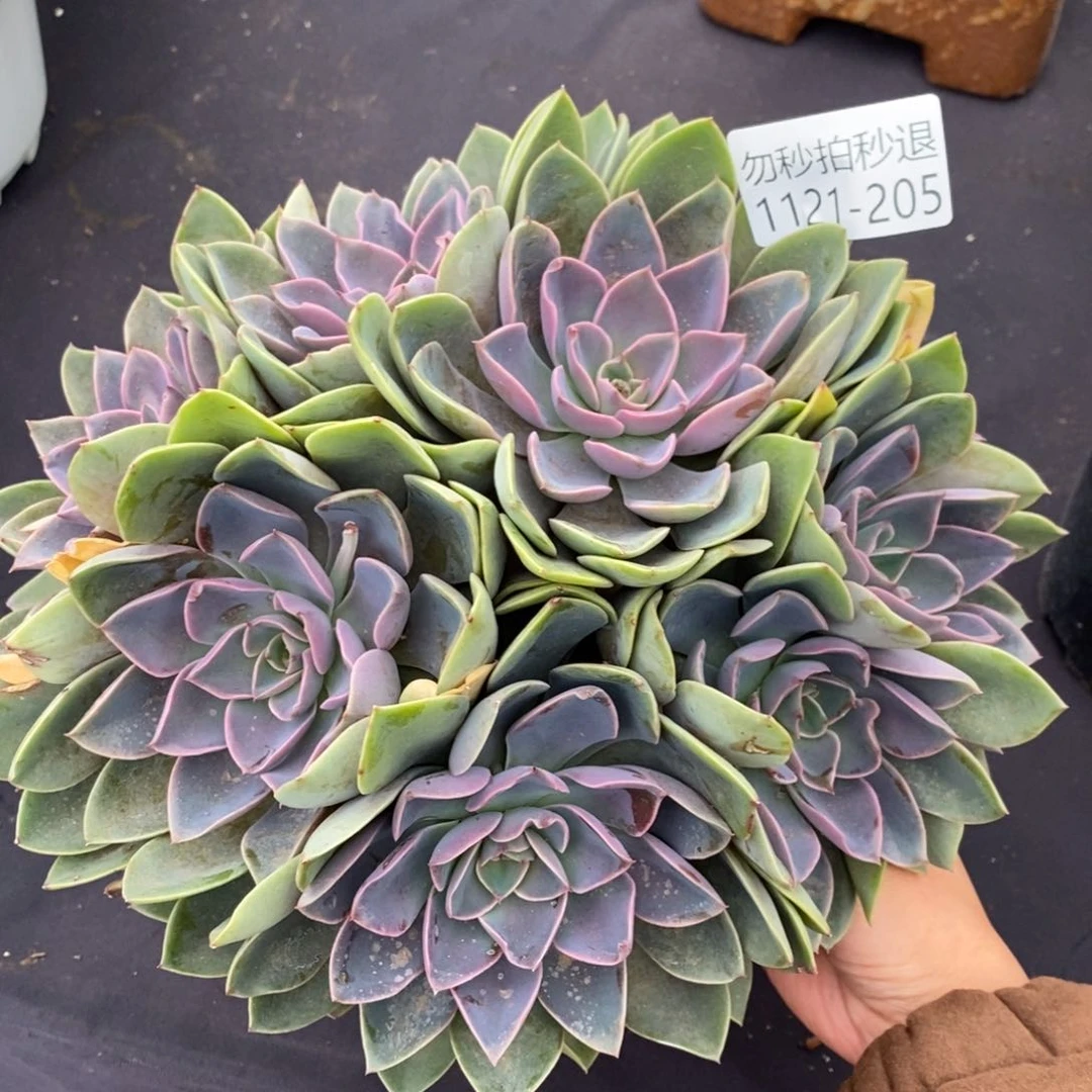 两单包邮1121-205紫气东来