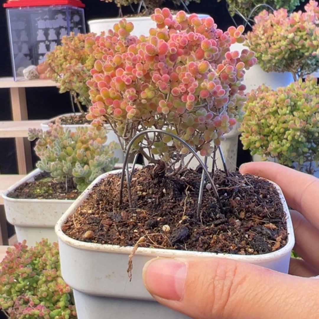 枝干。。  枝干 枝干 枝干