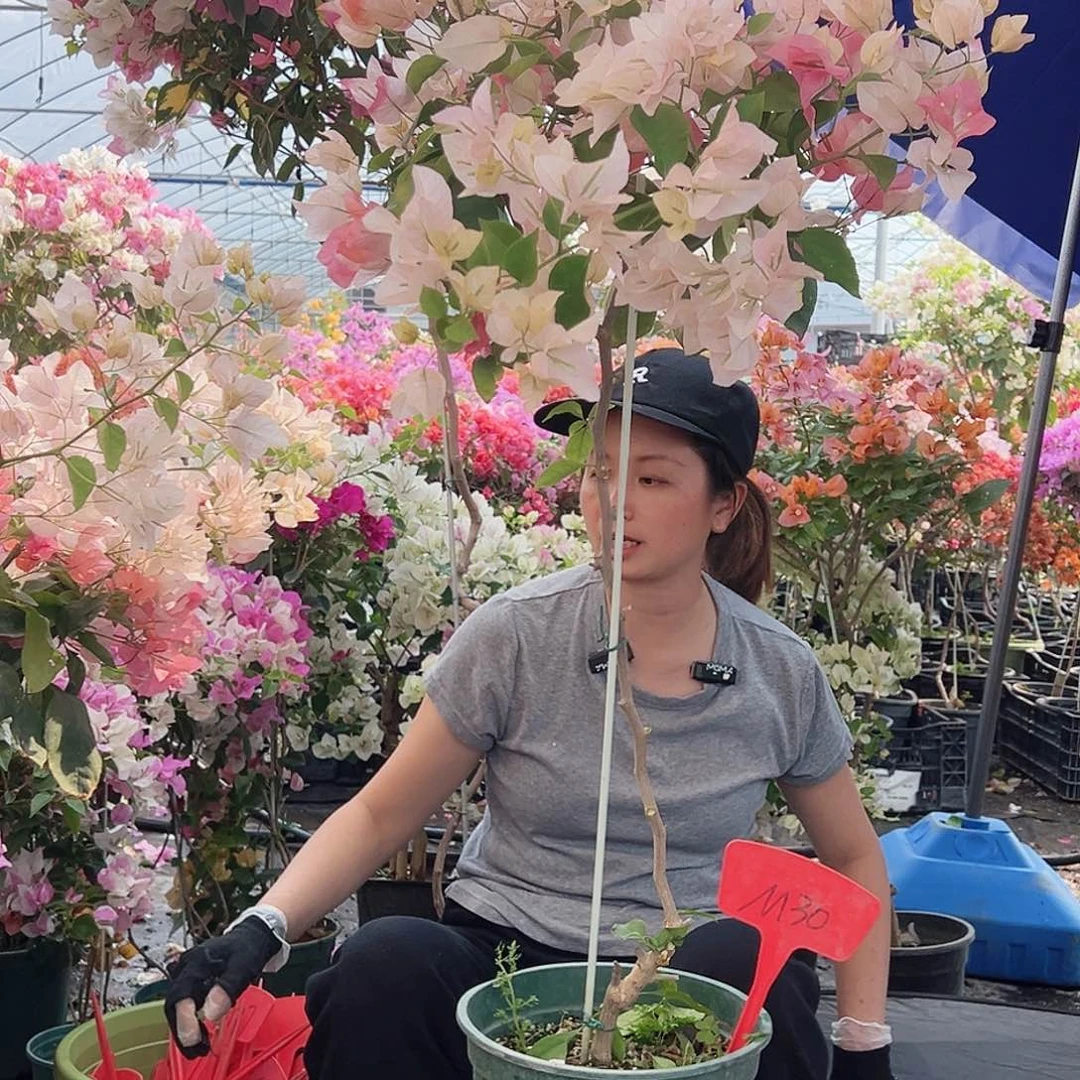 期****大部分花苞少量开放M30橙口红