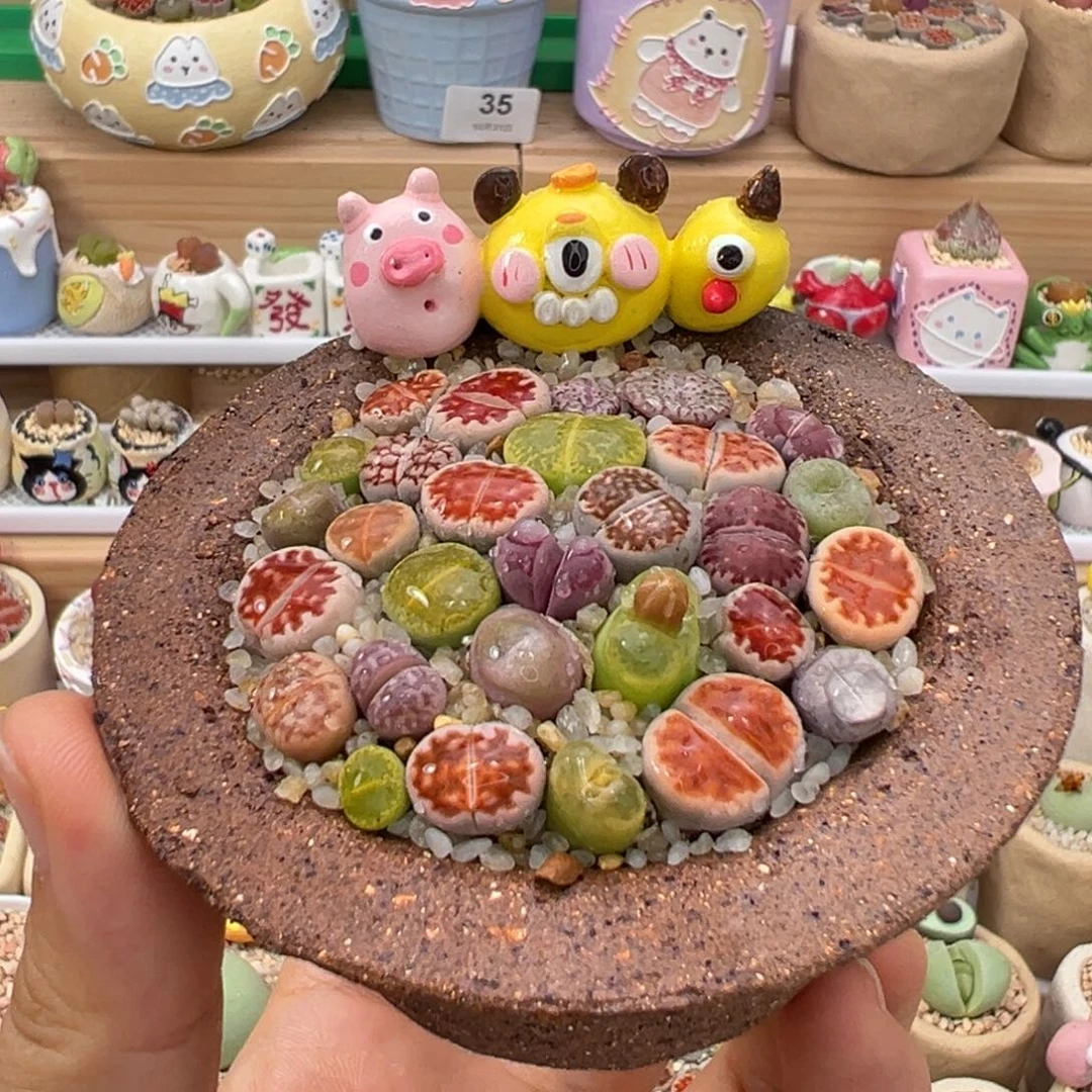 多肉植物63号彩色