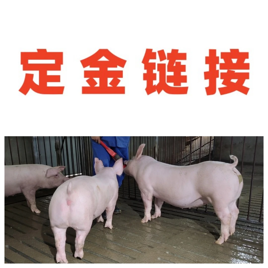 价值2200元一头的二元母猪定金专享（需自提）