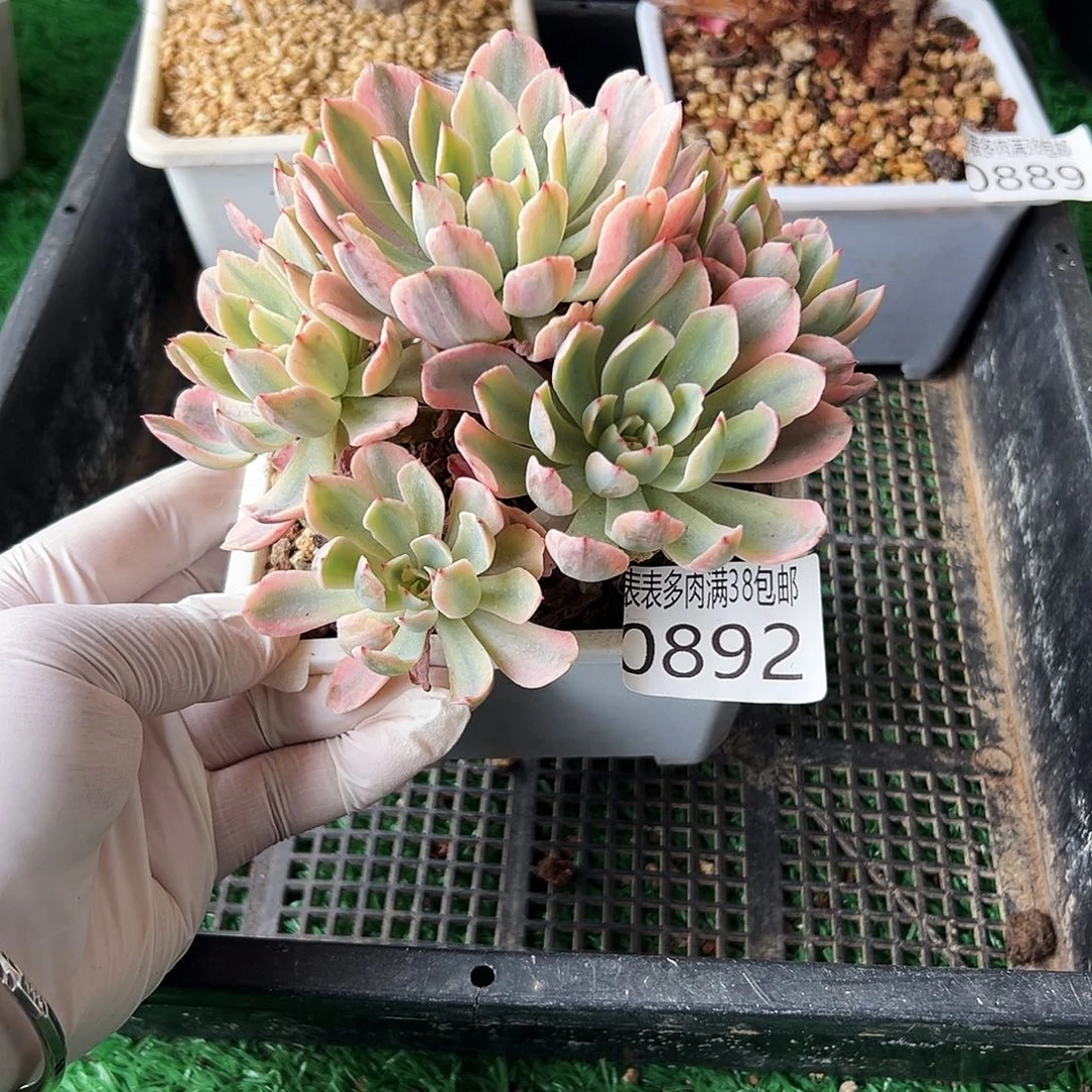 无花朵多肉一物一拍植物0892