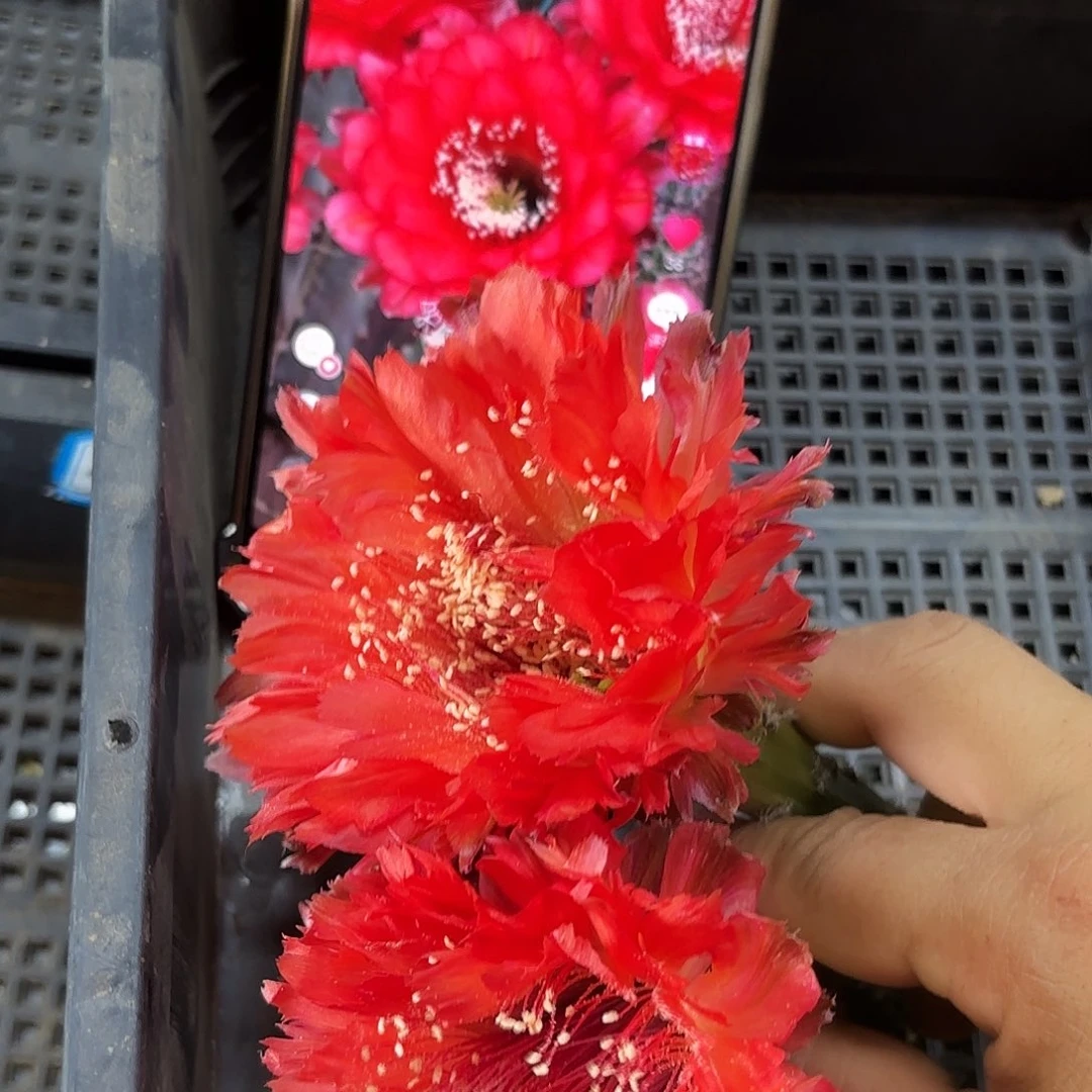 A113 侧牙20包邮26