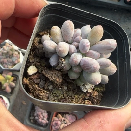 260长叶桃美人缀多肉植物多