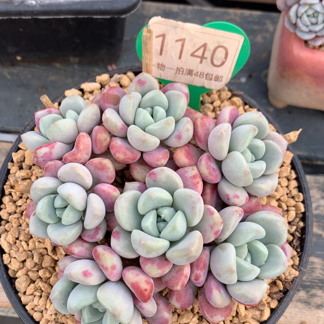 花斑露老桩平头1140