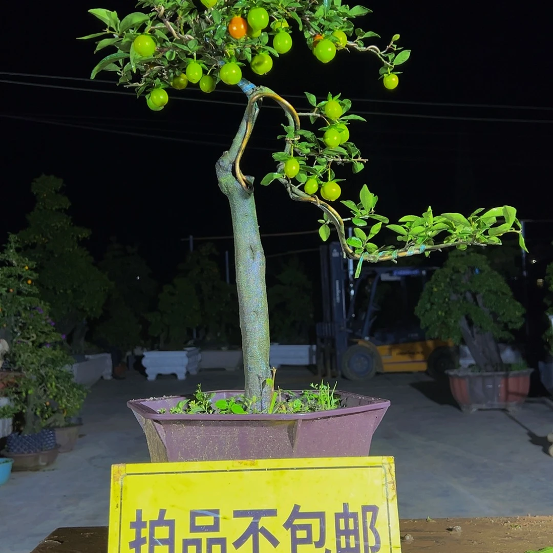 无花朵嫁接金弹子