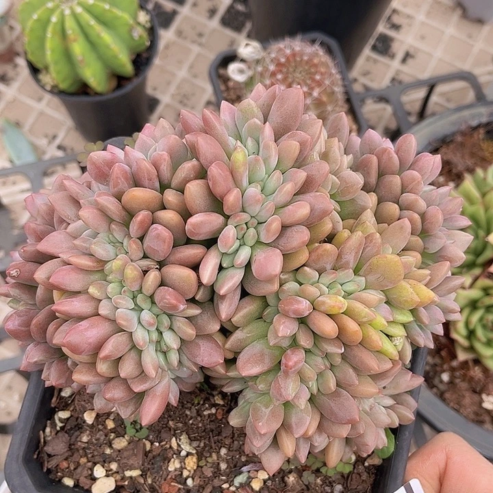 桃花源缀2146多肉植物