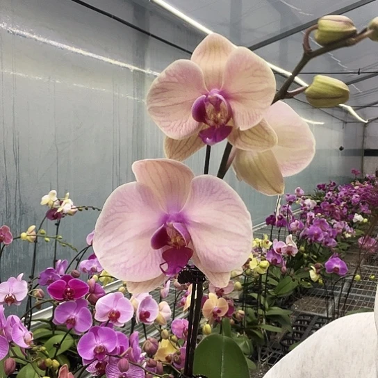 完全开放Y705低饱和超大花11cm