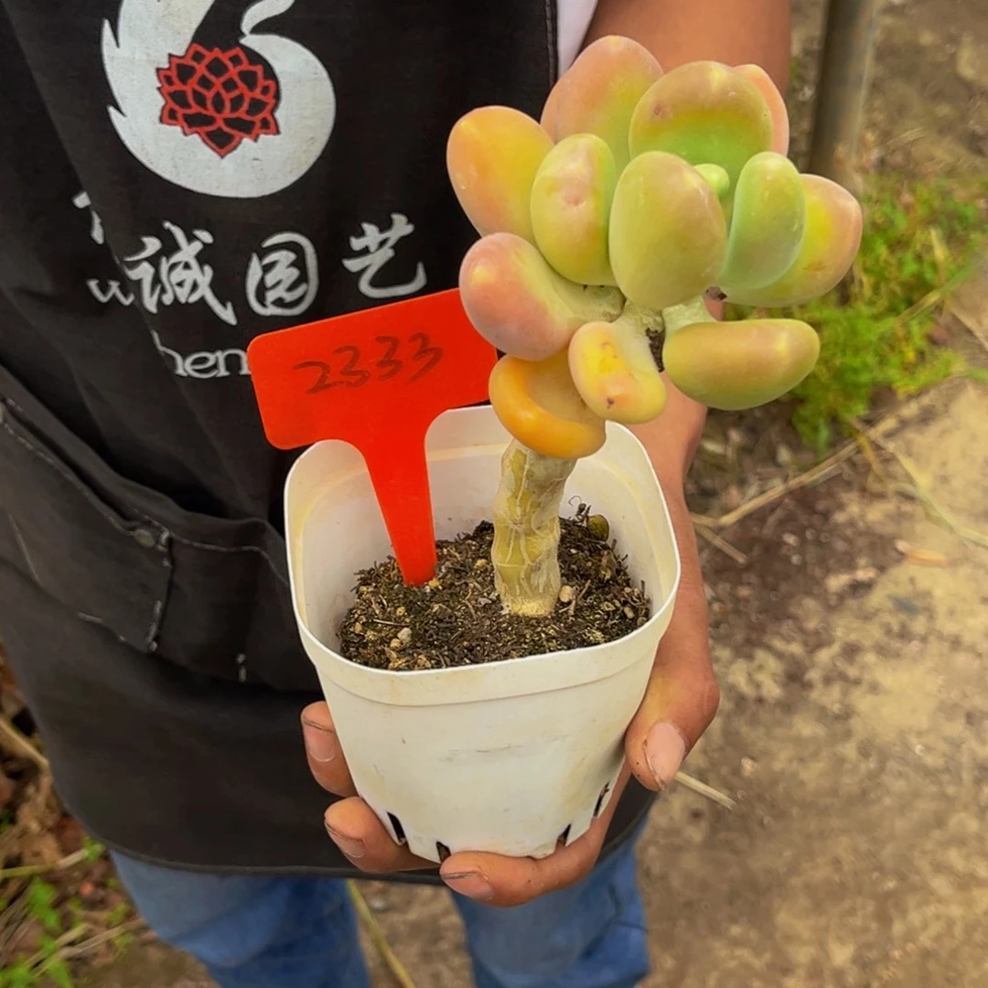 ?****2333号上午多肉植物群生