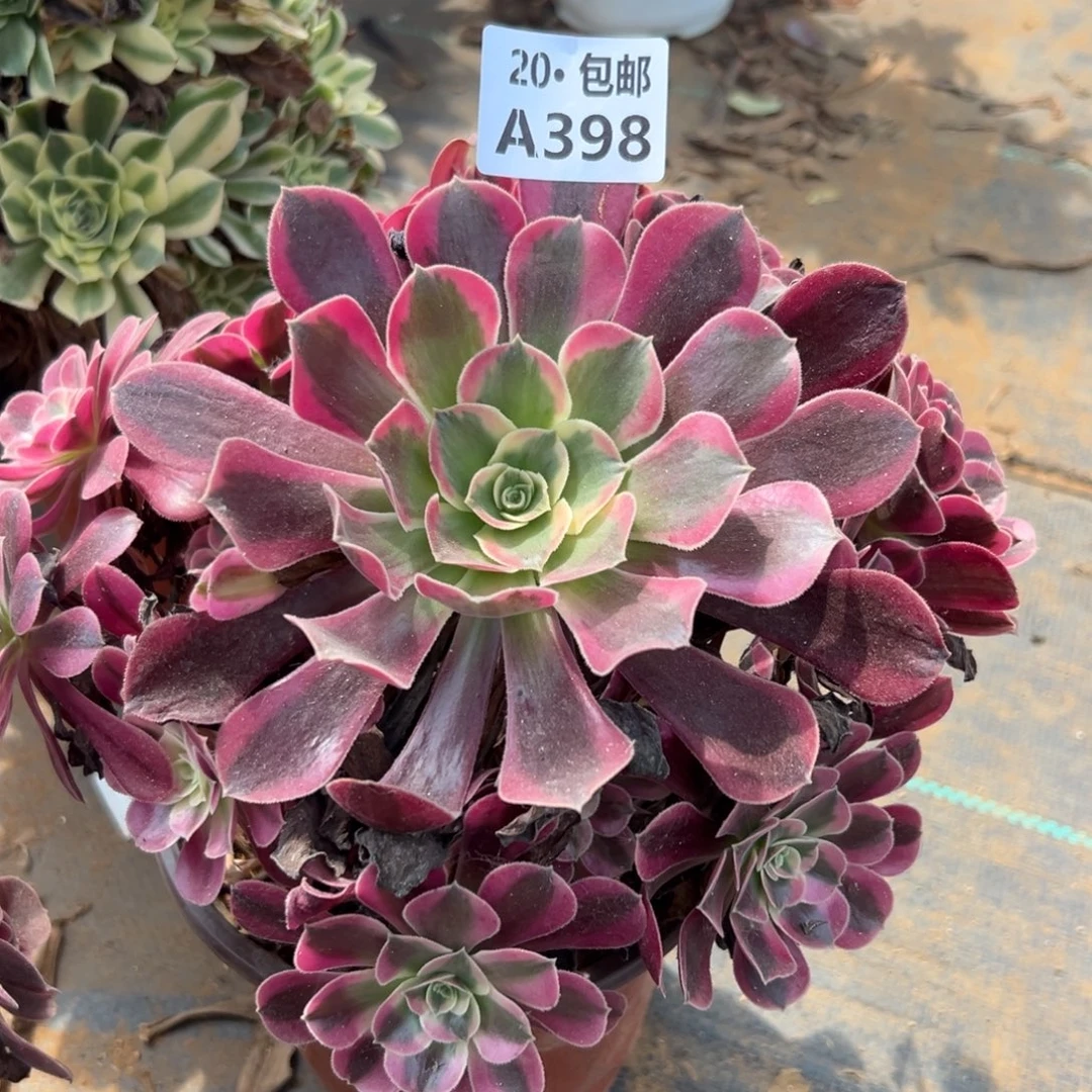 做***易398美杜莎，满20包邮